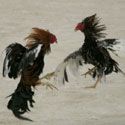 California cockfighting