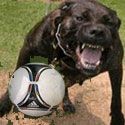 Dangerous dogs ready for Euro 2012