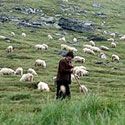 Shepherd beaten half to death